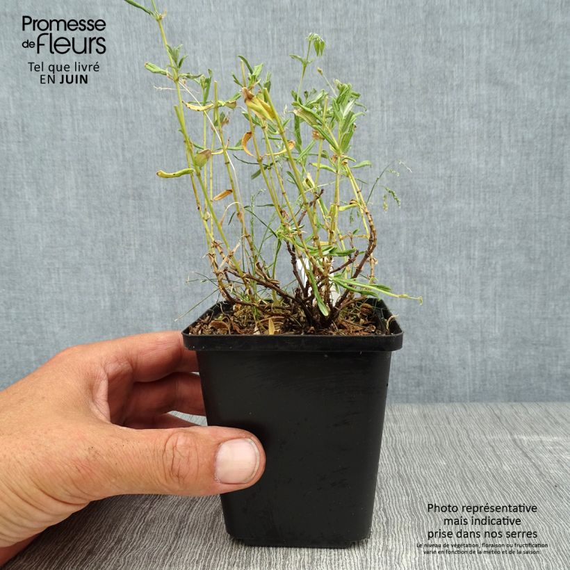Spécimen de Helianthemum Sulphureum Plenum Godet de 8/9 cm tel que livré en été