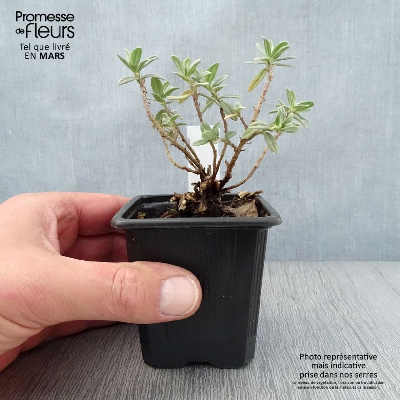 Example of Helianthemum Tomato Red - Hélianthème Godet de 8/9 cm as you get in printemps