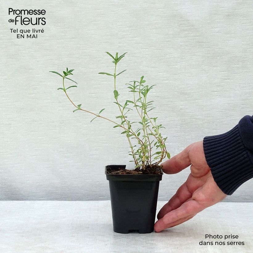 Example of Helianthemum Sulphureum Plenum Godet de 8/9 cm as you get in printemps