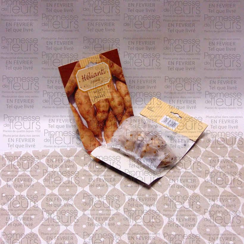 Example of Hélianthi - Hélianthus strumosus Pièce, 5 plants as you get