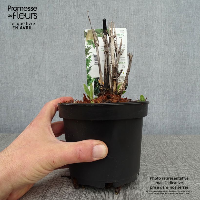 Example of Hélianthi - Hélianthus strumosus Pot de 1,5L/2L as you get in printemps