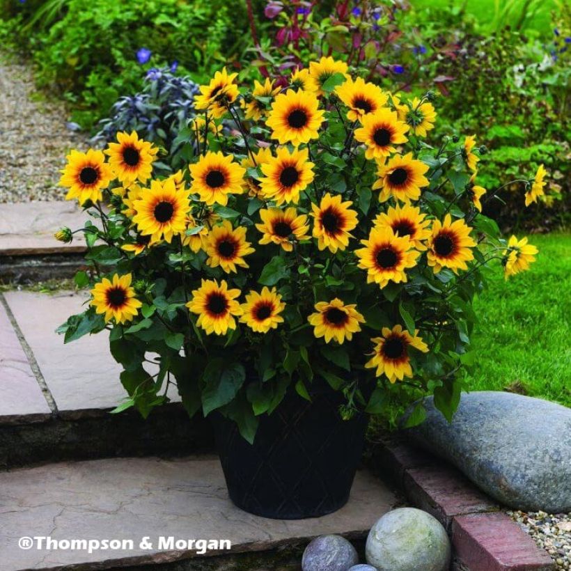 Helianthus Sunbelievable Brown Eyed Girl - Soleil vivace (Plant habit)