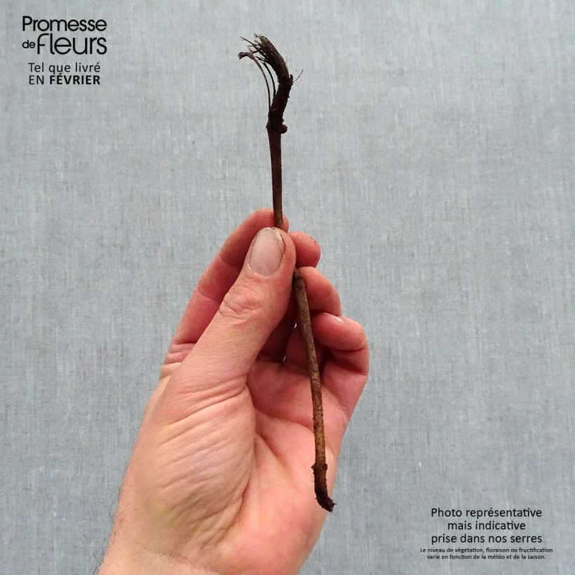 Spécimen de Helianthus Sunshine Daydream - Soleil vivace Racines nues, qualité premium tel que livré en hiver