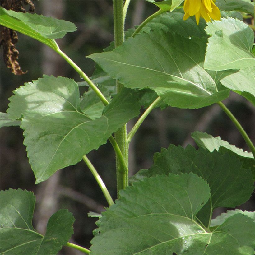Graines de Tournesol Valentine - Helianthus annuus (Feuillage)