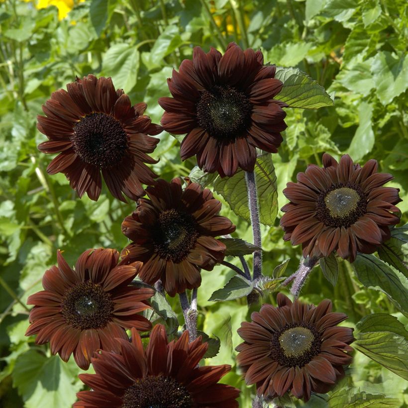 Graines de Tournesol Claret F1 - Helianthus annuus (Flowering)