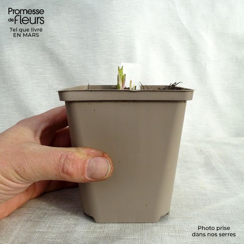 Example of Helianthus atrorubens Monarch - Soleil vivace Godet de 8/9 cm as you get in printemps