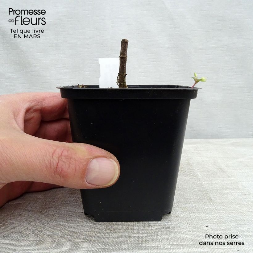 Example of Helianthus decapetalus Capenoch Star - Soleil vivace Godet de 8/9 cm as you get in printemps