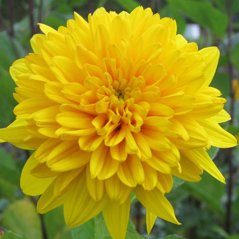 Helianthus decapetalus Plenus - soleil vivace double (Flowering)