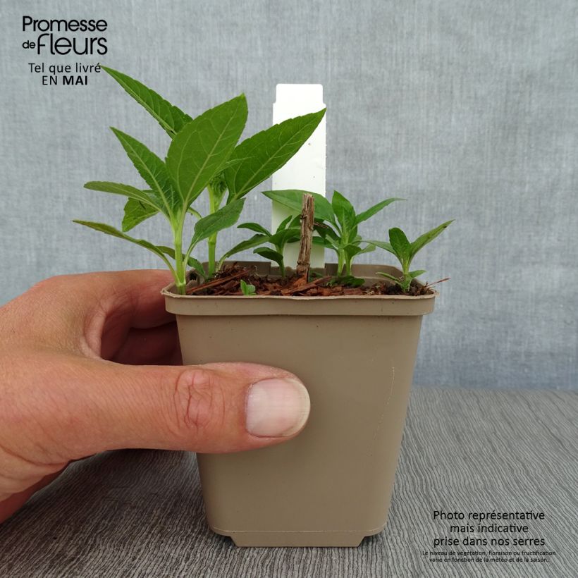 Example of Helianthus decapetalus Plenus - soleil vivace double Godet de 8/9 cm as you get in printemps