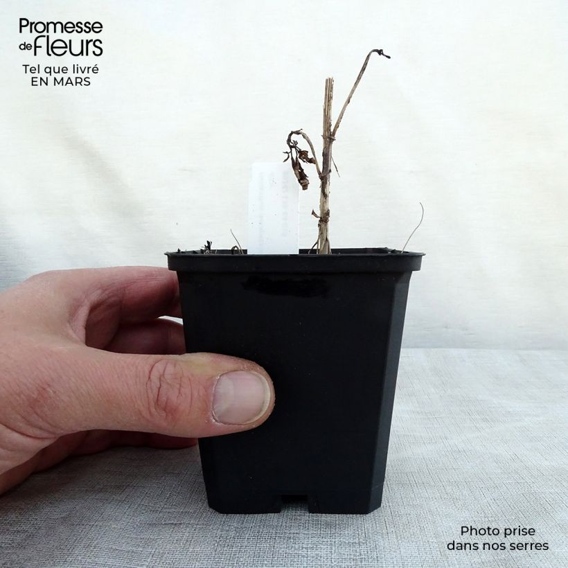 Example of Helianthus decapetalus Soleil d'Or - Soleil vivace Godet de 8/9 cm as you get in printemps