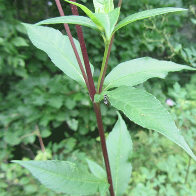 Helianthus giganteus Sheila's Sunshine - Soleil vivace géant (Foliage)