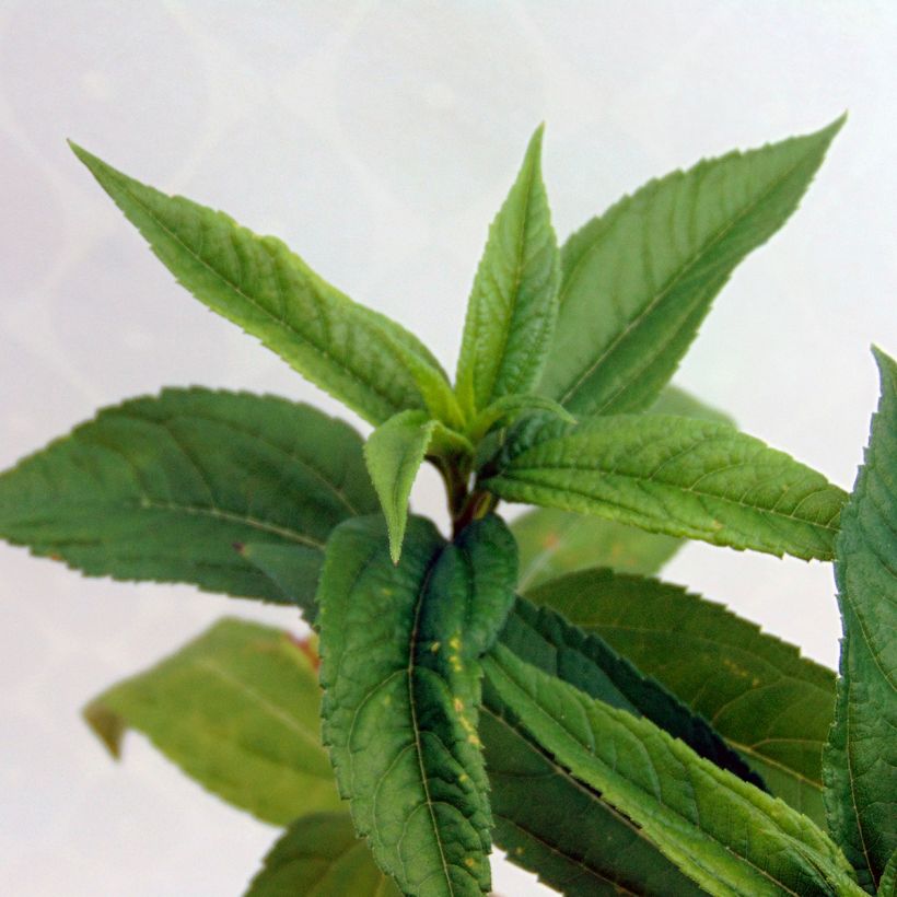 Helianthus hybride Lemon Queen - Soleil Vivace (Foliage)