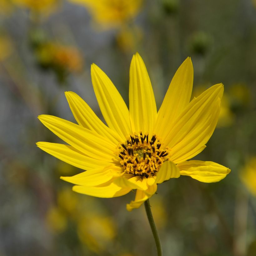 Helianthus hybride Lemon Queen - Soleil Vivace (Flowering)