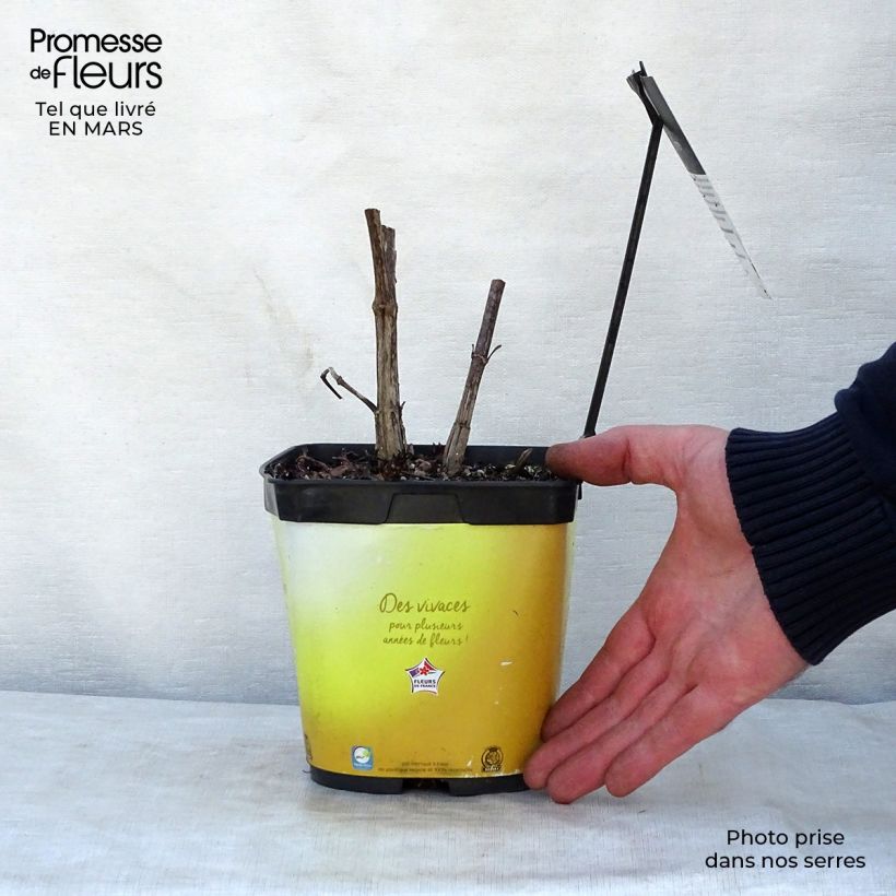 Example of Helianthus hybride Lemon Queen - Soleil Vivace Pot de 2L/3L as you get in printemps