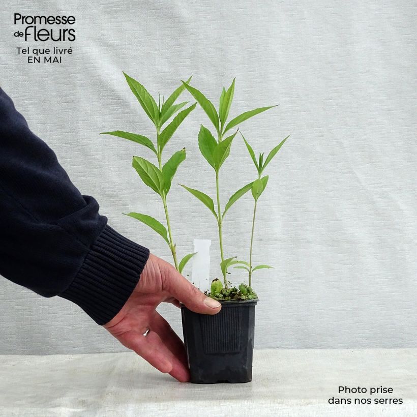 Example of Helianthus hybride Lemon Queen - Soleil Vivace Godet de 8/9 cm as you get in printemps