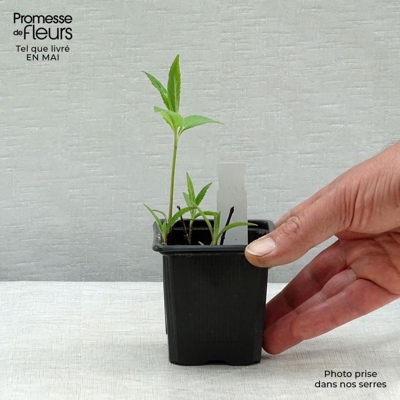 Example of Helianthus microcephalus - Soleil vivace à petites fleurs Godet de 8/9 cm as you get in printemps