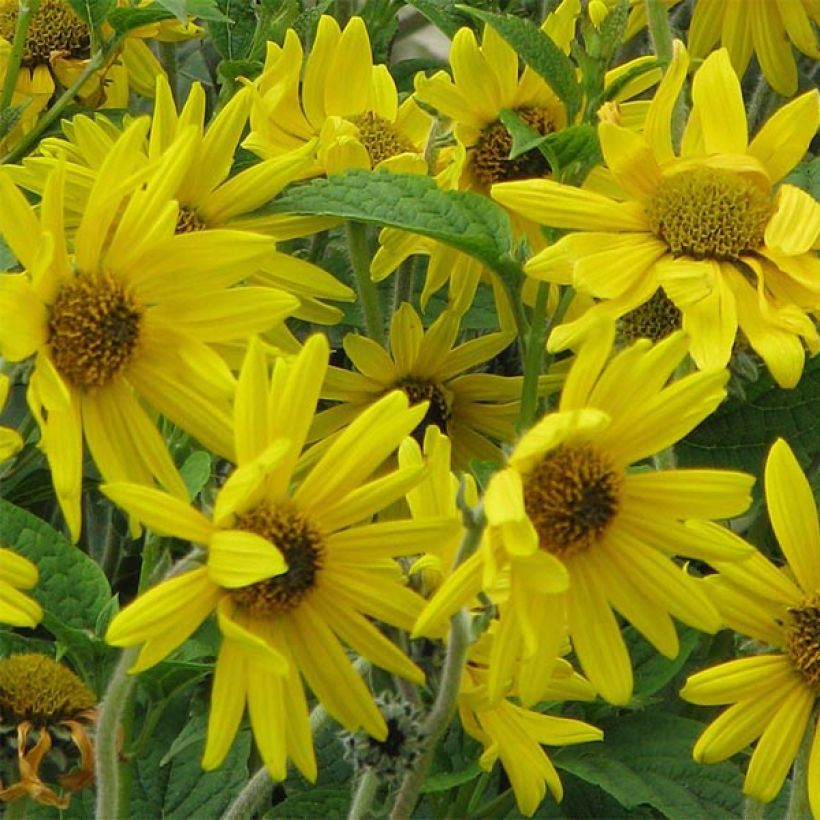 Helianthus mollis - Soleil vivace  (Flowering)