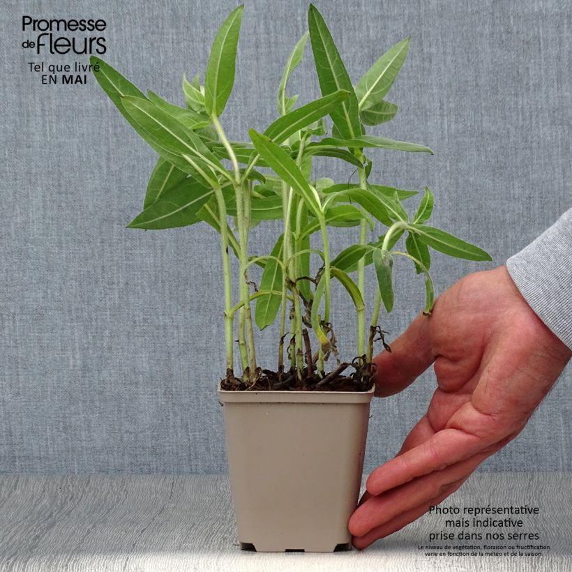 Example of Helianthus mollis - Soleil vivace  Godet de 8/9 cm as you get in printemps