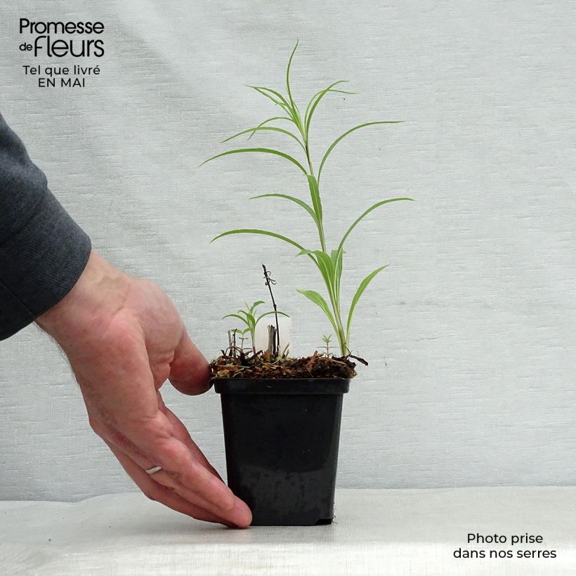 Spécimen de Helianthus salicifolius - Soleil Vivace Godet de 8/9 cm tel que livré au printemps