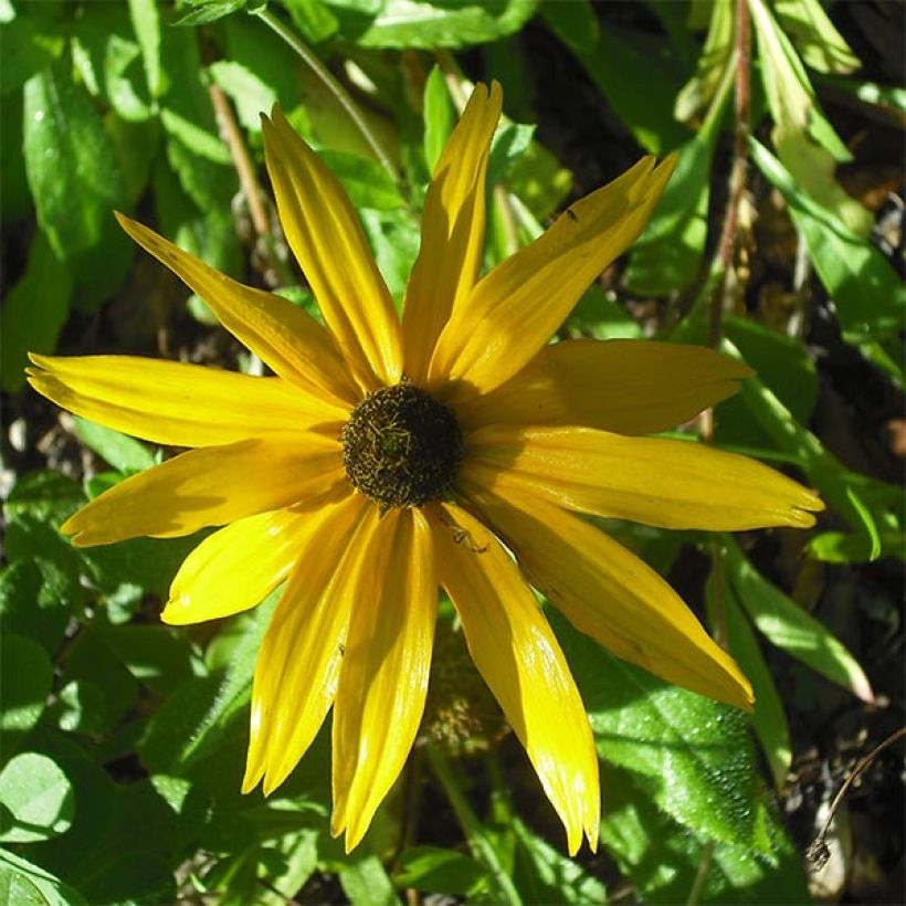 Helianthus salicifolius Table Mountain - Soleil vivace à feuilles de saule (Flowering)