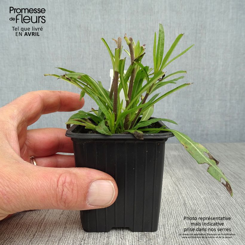 Example of Helianthus salicifolius Table Mountain - Soleil vivace à feuilles de saule Godet de 8/9 cm as you get in printemps