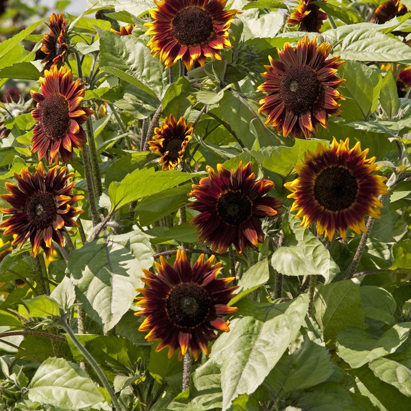 Graines de Tournesol Schock-o-Lat F1 - Helianthus annuus  (Flowering)