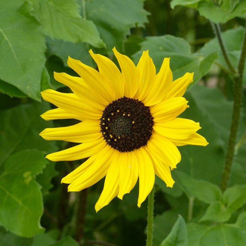 Graines de Tournesol Stella - Helianthus cucumerifolius (Floraison)