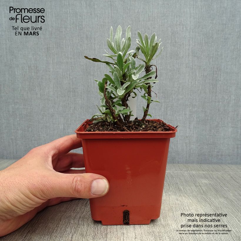 Spécimen de Helichrysum Red Jewel - Immortelle hybride Pot de 1L/1,5L tel que livré au printemps