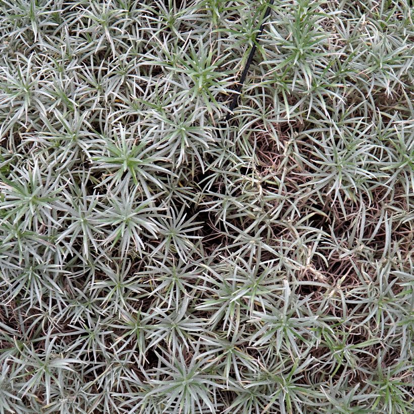 Helichrysum angustifolium Tall Curry - Plante curry (Foliage)