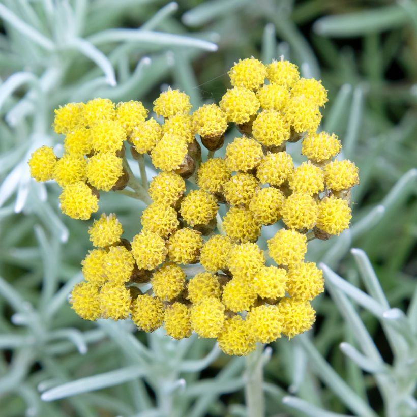 Helichrysum angustifolium Tall Curry - Plante curry (Flowering)