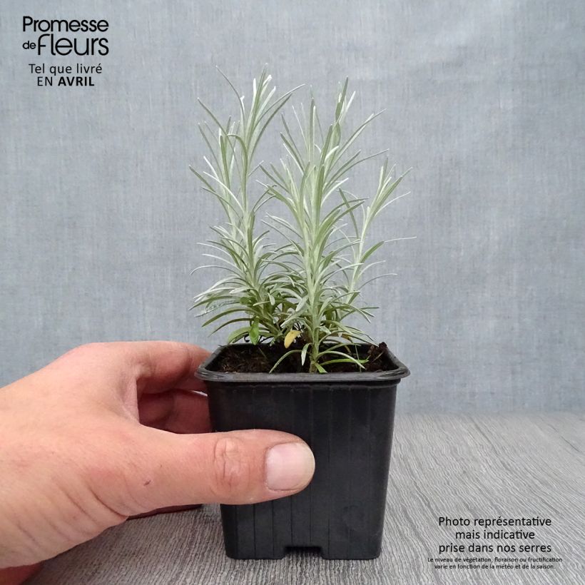 Spécimen de Helichrysum italicum - Plante-curry Godet de 7/8 cm tel que livré au printemps