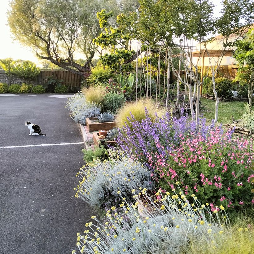 Helichrysum italicum Weisses Wunder - Immortelle d'Italie, plante curry (Plant habit)