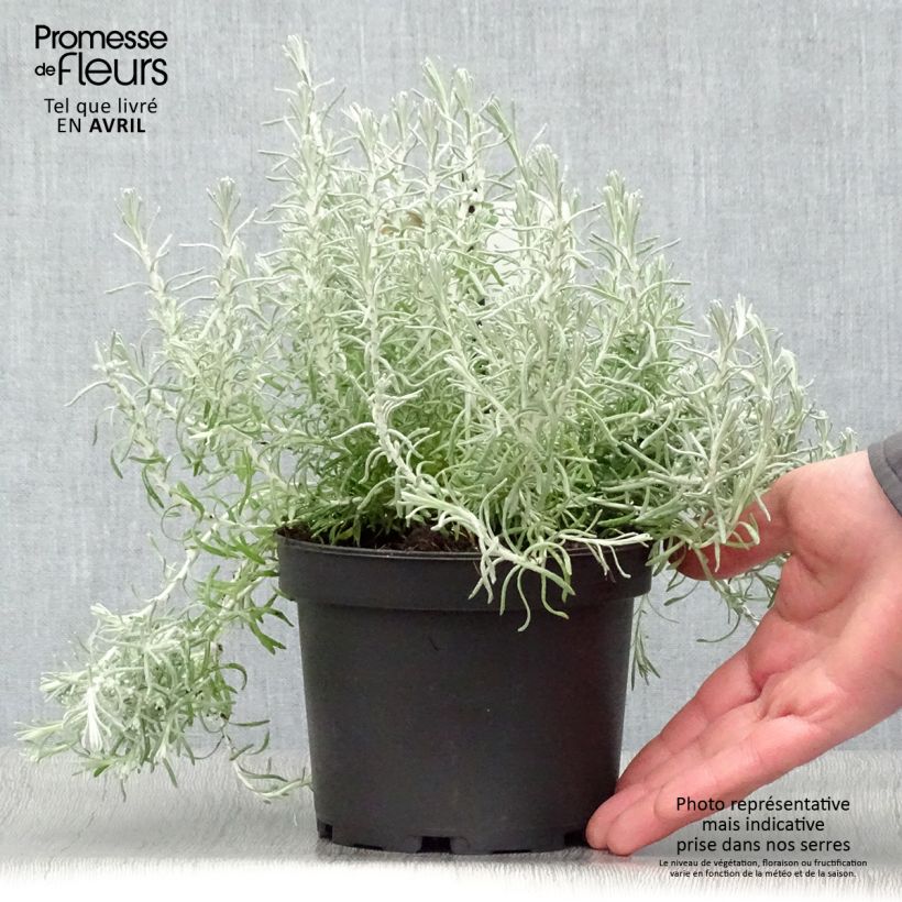 Example of Helichrysum italicum ssp. microphyllum - Plante curry Pot de 1,5L/2L as you get in printemps