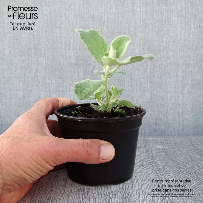 Spécimen de Helichrysum petiolare Silver Godet de 8/9 cm tel que livré au printemps