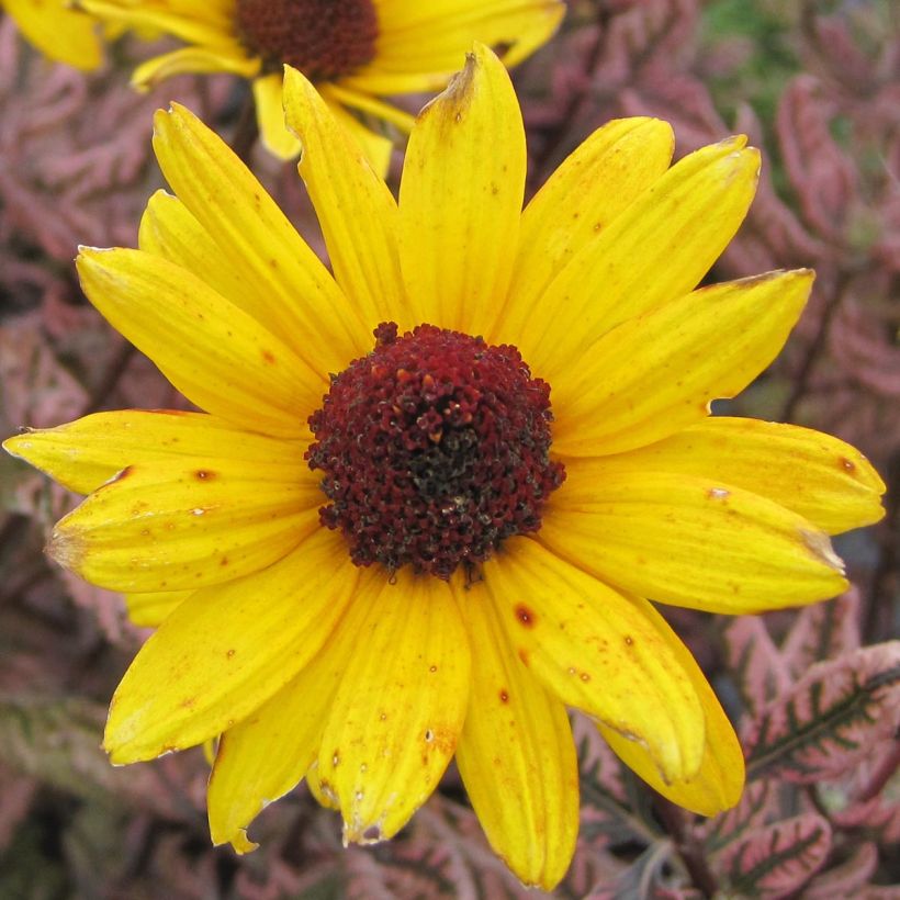 Heliopsis Summer Pink - Héliopsis faux hélianthe (Flowering)