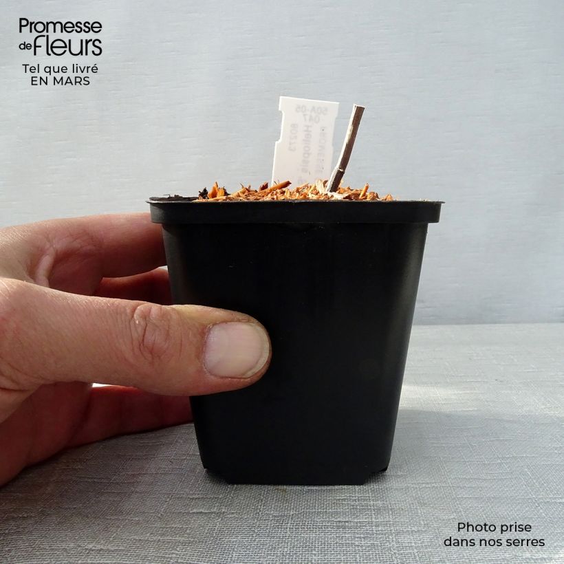 Example of Heliopsis Summer Pink - Héliopsis faux hélianthe Godet de 8/9 cm as you get in printemps