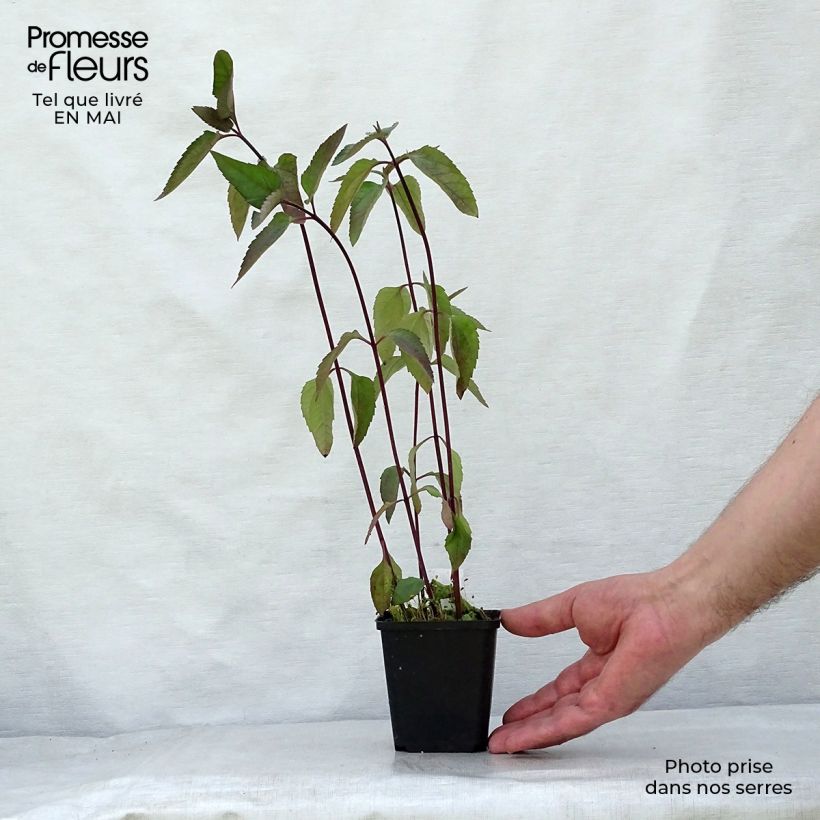 Example of Heliopsis helianthoides Burning Hearts - Héliopsis faux hélianthe  Godet de 8/9 cm as you get in printemps