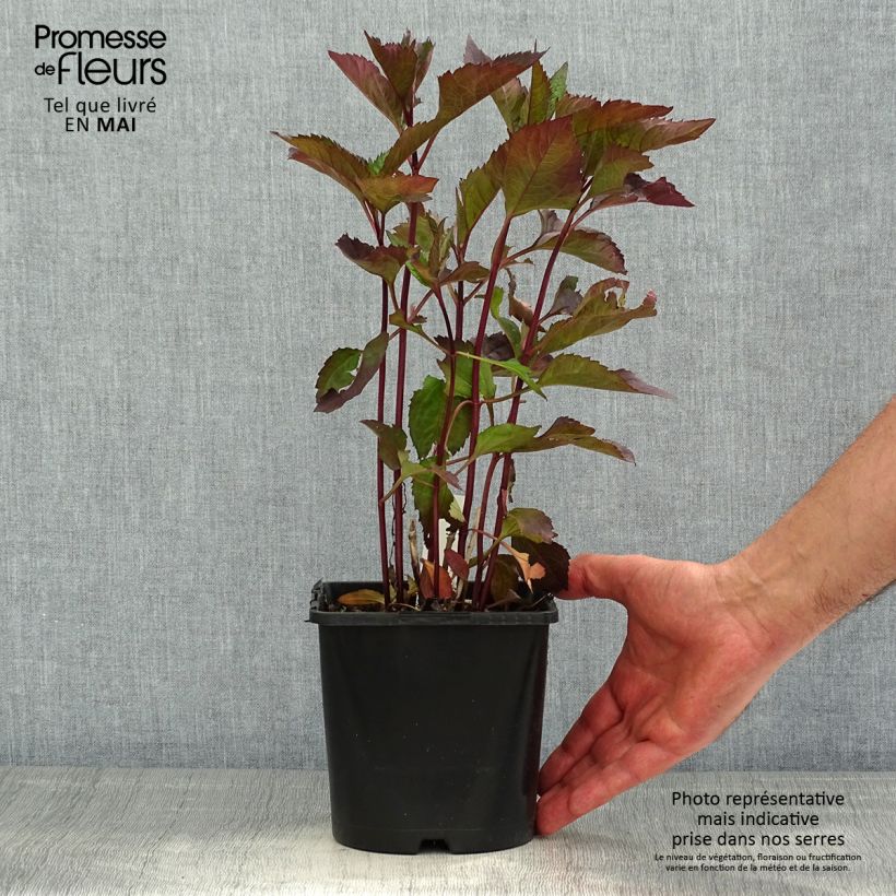 Example of Heliopsis helianthoides Funky Spinner - Héliopsis faux-hélianthe Pot de 2L/3L as you get in printemps