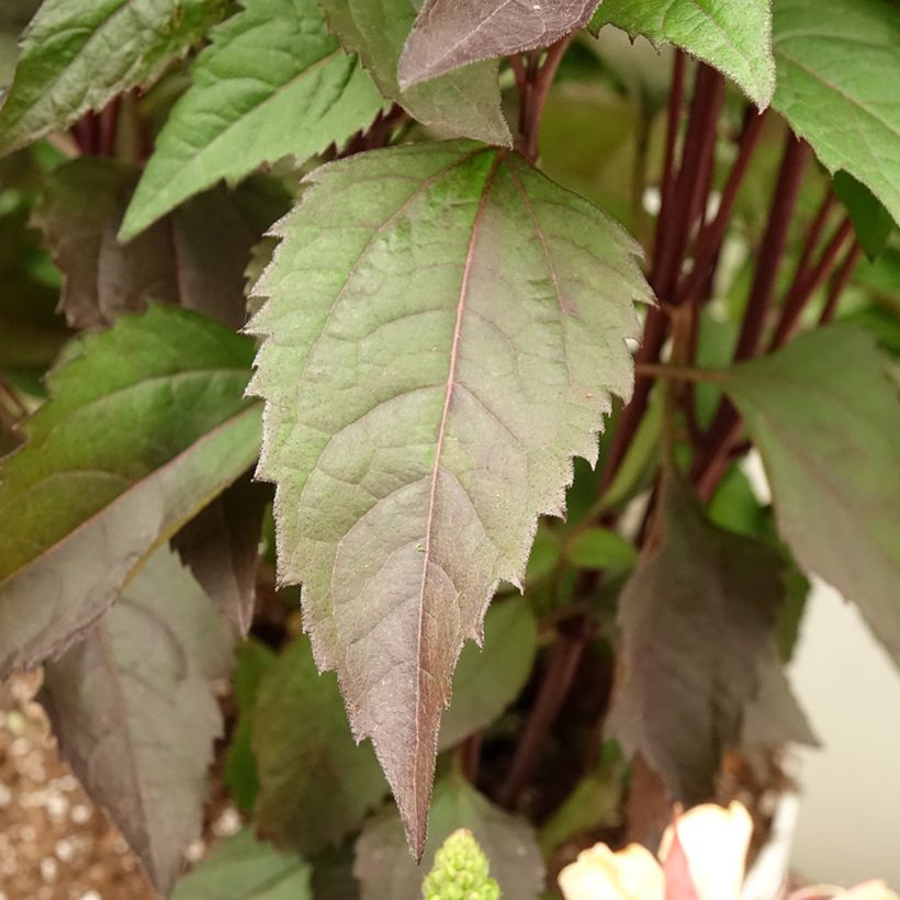 Heliopsis helianthoides Funky Spinner - Héliopsis faux-hélianthe (Foliage)