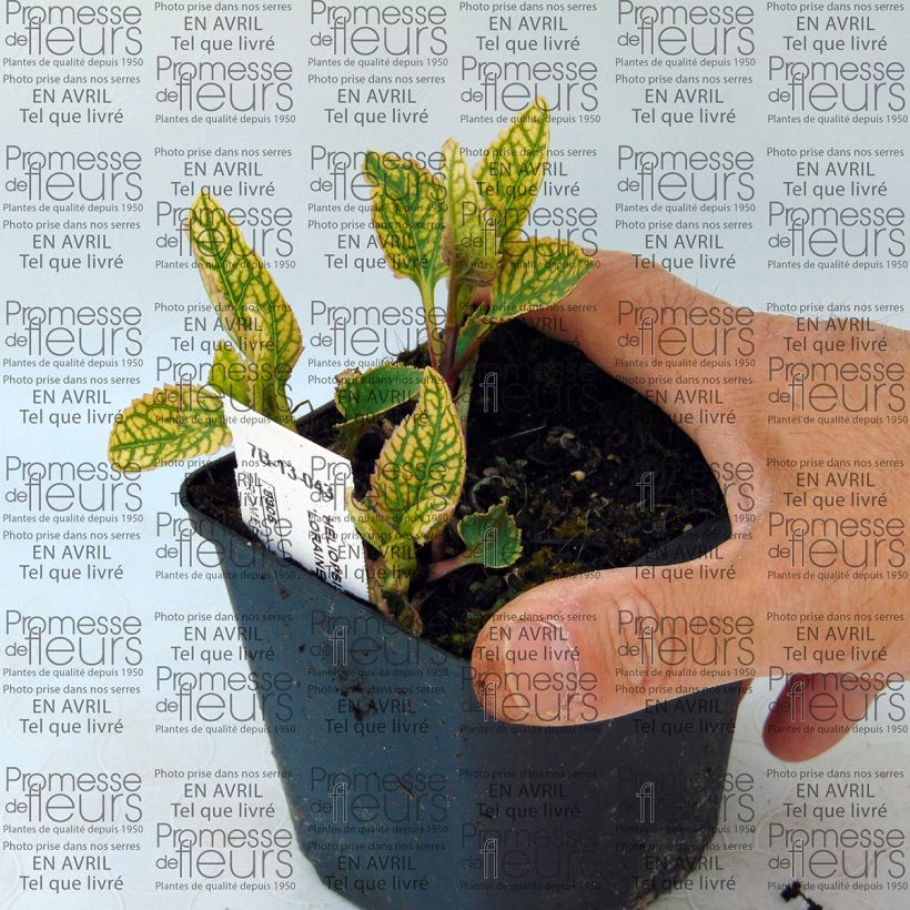 Exemple de spécimen de Heliopsis helianthoïdes Loraine Sunshine - Héliopsis faux hélianthe Godet de 8/9 cm tel que livré