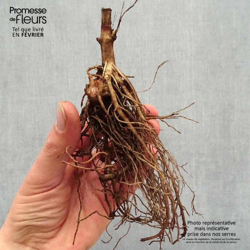 Example of Heliopsis helianthoides Sparkling Contrast - Héliopsis faux-hélianthe Racines nues, Qualité premium as you get in hiver