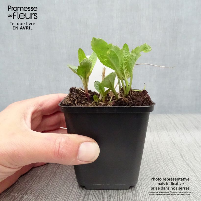 Example of Heliopsis helianthoides Summer Sun - Héliopsis faux hélianthe  Godet de 7/8 cm as you get in printemps