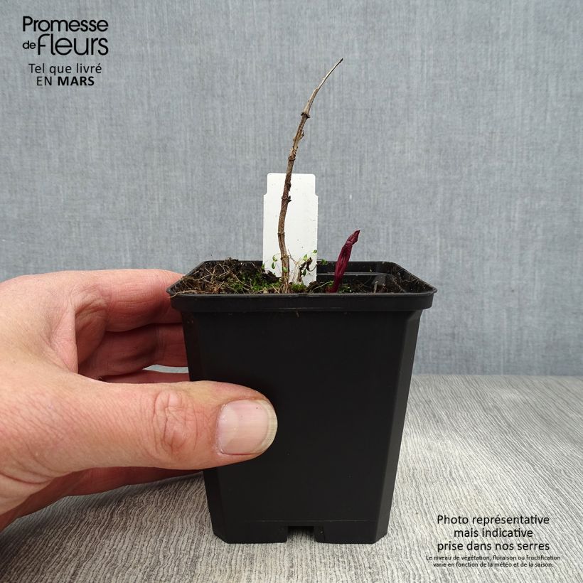 Example of Heliopsis helianthoides Venus - Héliopsis faux-hélianthe Godet de 8/9 cm as you get in printemps