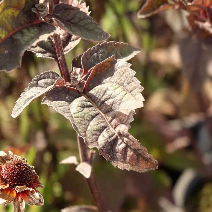 Heliopsis helianthoides var. scabra Fire Twister - Héliopsis faux-hélianthe (Foliage)