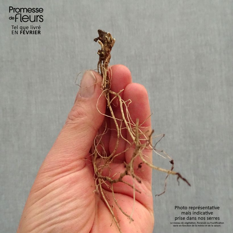 Example of Heliopsis helianthoides var. scabra Fire Twister - Héliopsis faux-hélianthe Racines nues, Qualité premium as you get in hiver