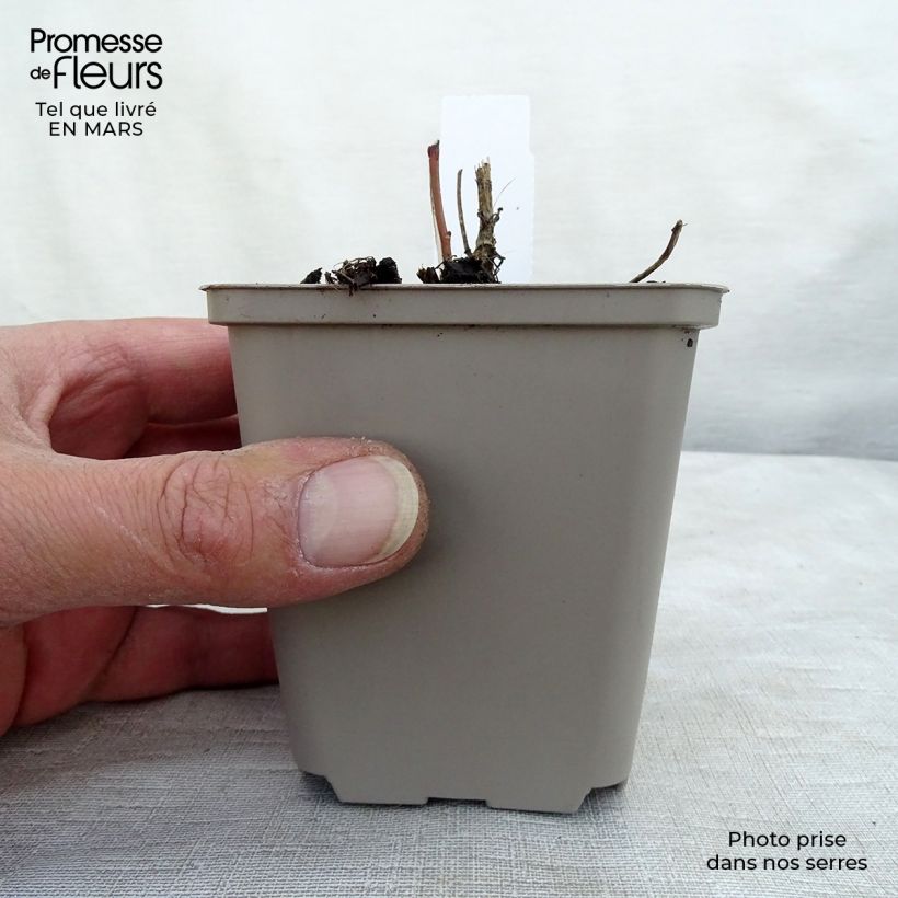 Spécimen de Heliopsis helianthoïdes var. scabra Godet de 8/9 cm tel que livré au printemps