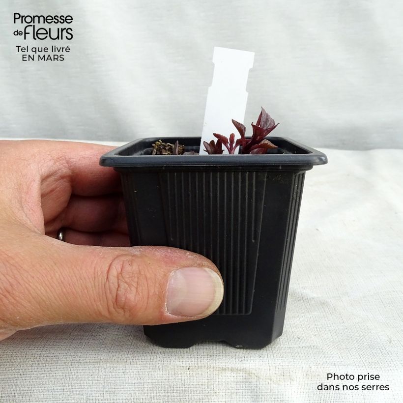 Example of Heliopsis helianthoïdes var. scabra Summer Nights Godet de 8/9 cm as you get in printemps