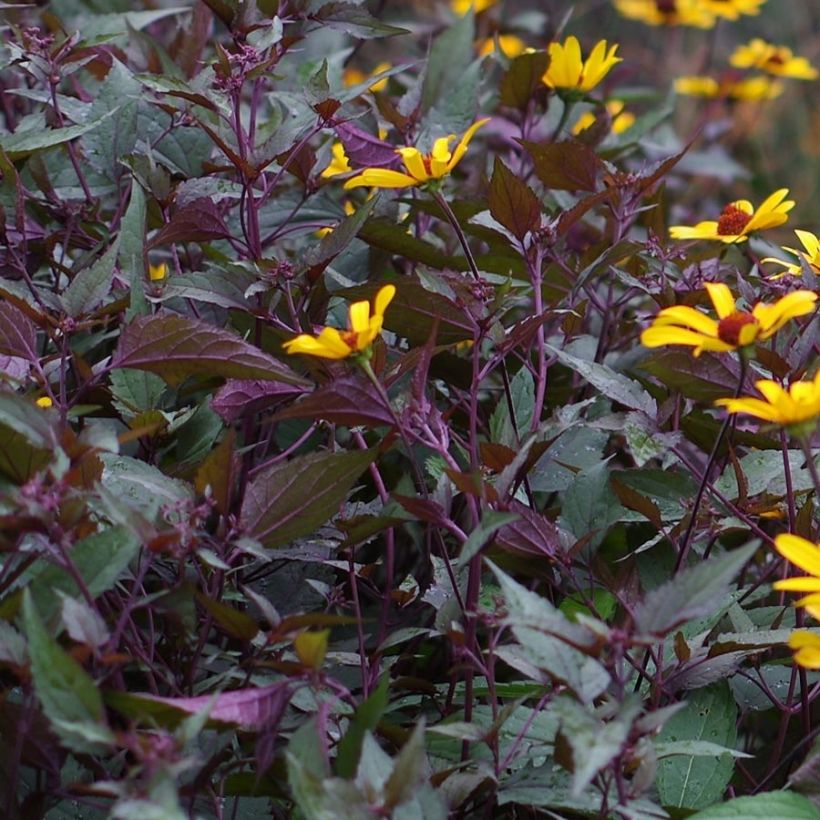 Heliopsis helianthoïdes var. scabra Summer Nights (Foliage)