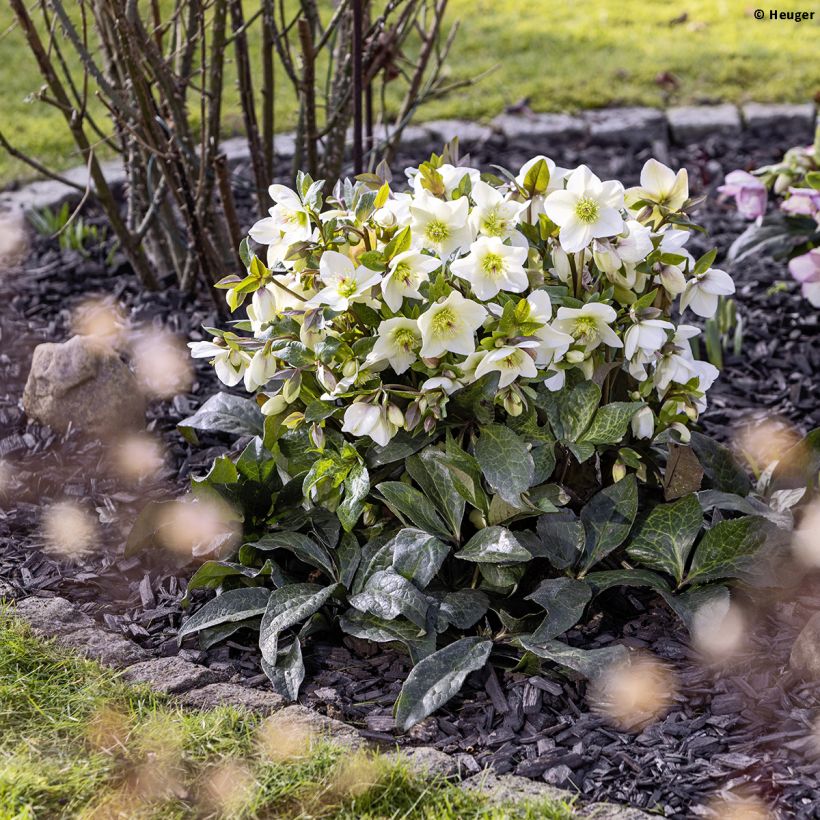 Hellébore HGC Ice n' Roses Mia Marble (Port)