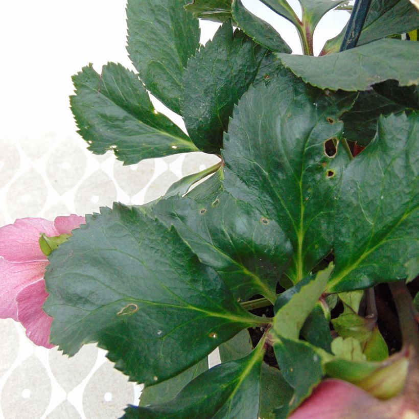 Hellebore Madame Lemonnier - Helleborus niger (x) orientalis (Feuillage)